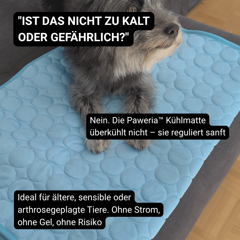 Schütze deinen Hund vor Hitze!