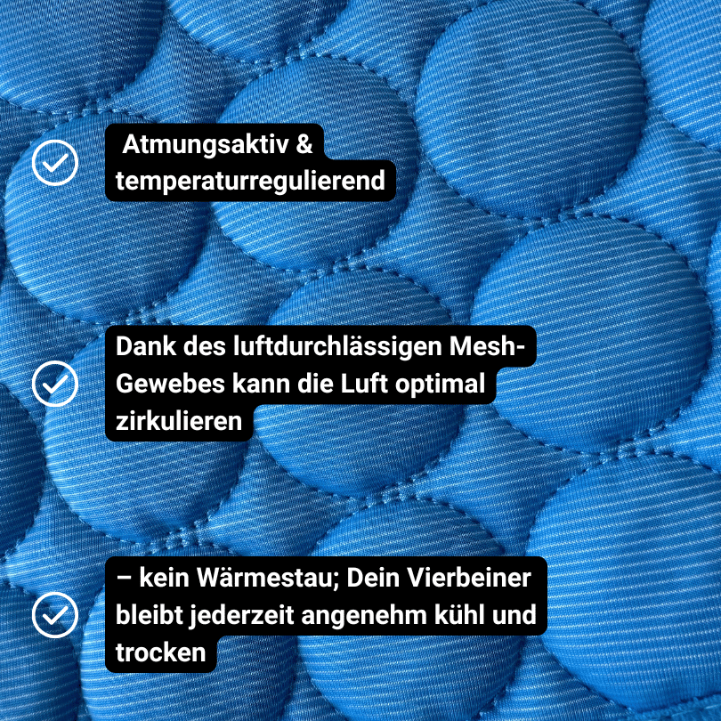 Schütze deinen Hund vor Hitze!