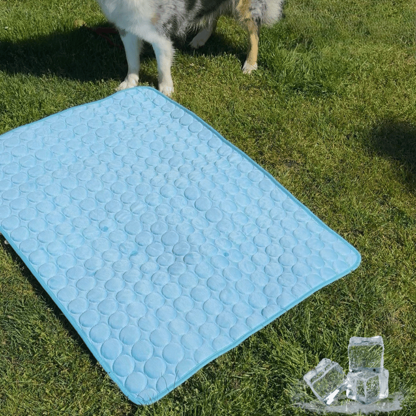 Schütze deinen Hund vor Hitze!
