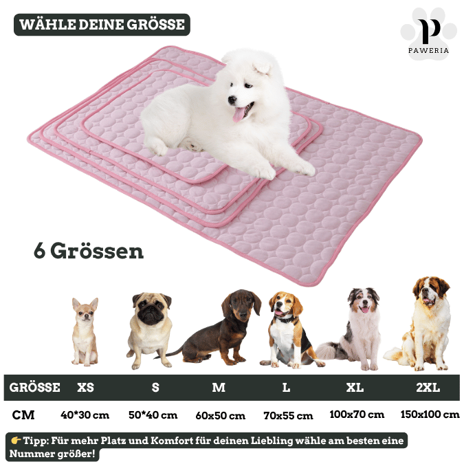 Schütze deinen Hund vor Hitze!
