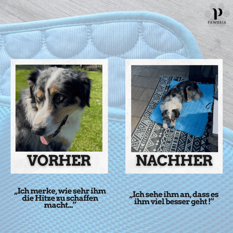 Schütze deinen Hund vor Hitze!