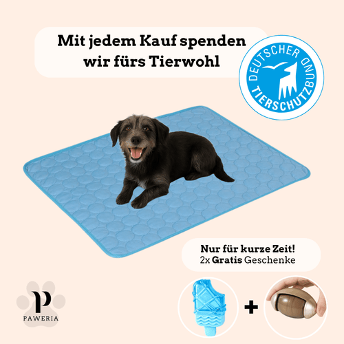 Schütze deinen Hund vor Hitze!