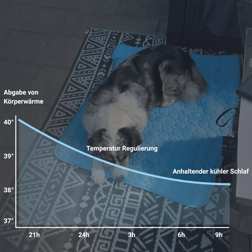 Schütze deinen Hund vor Hitze!