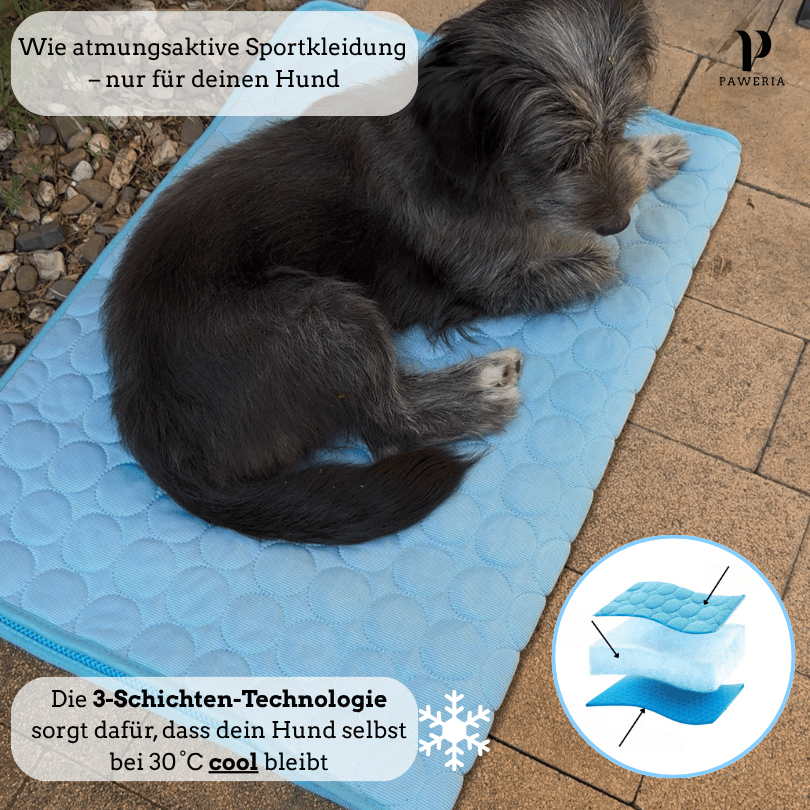 Schütze deinen Hund vor Hitze!