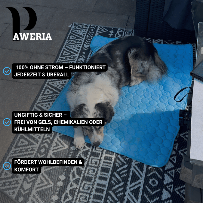 Schütze deinen Hund vor Hitze!