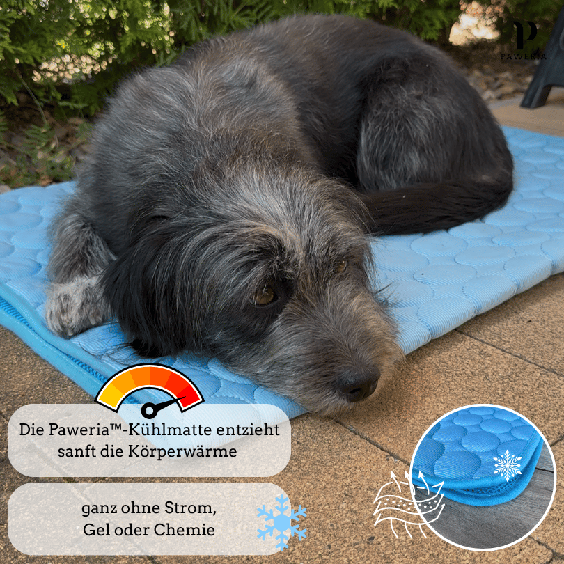 Schütze deinen Hund vor Hitze!