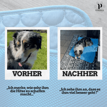 Schütze deinen Hund vor Hitze!