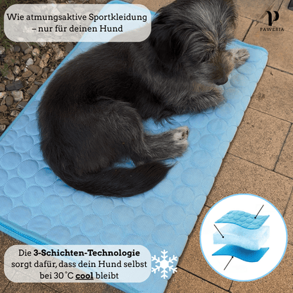 Schütze deinen Hund vor Hitze!