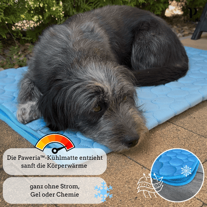 Schütze deinen Hund vor Hitze!